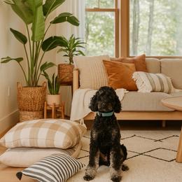 Kiki - Goldendoodle