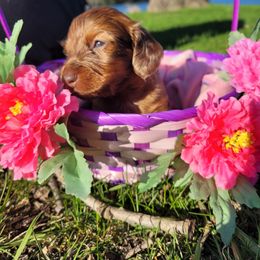 Asher - Dapple Dachshund puppy in Round Lake Beach, Illinois from Doxie Dynasty