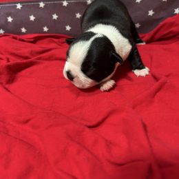 Maisy - Black and white female Boston Terrier puppy in Whittemore, Michigan from Woof Pack