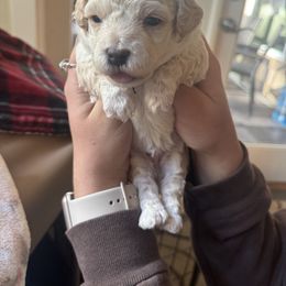 Assorted Doodle Crosses Puppies from Kovalenko Poodles