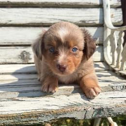 Skipper - Red merle male Miniature Australian Shepherd puppy in Licking, Missouri from Burnett Aussies