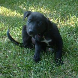 Whippet Puppies from Nota Bene Whippets