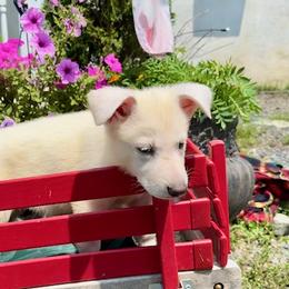 Xena - White female German Shepherd puppy in Perkasie, Pennsylvania from Twila Ruth Herot