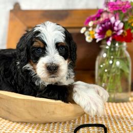 Black boy - Tri-color male Bernedoodle puppy in Waukesha, Wisconsin from Bernedoodle Boutique (and Cavapoos)