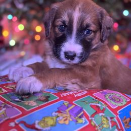 English Shepherd Puppies from Midway English Shepherds