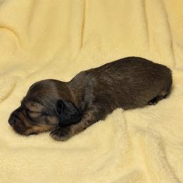 Vada - Red female Dachshund puppy in Richmond, Virginia from Paw Prints