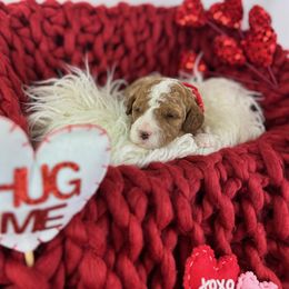 Goldendoodle Puppies from Maryland Designer Doodles