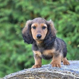 Rupert - Red male Dachshund puppy in Crystal, Michigan from Mare-bella Dachshunds