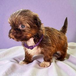 AKC-Hazel - Liver female Shih Tzu puppy in Mooresville, North Carolina from Juji Shih Tzu