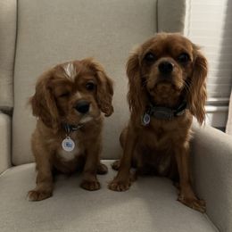 Cavalier King Charles Spaniel Puppies from Witzel Cavaliers