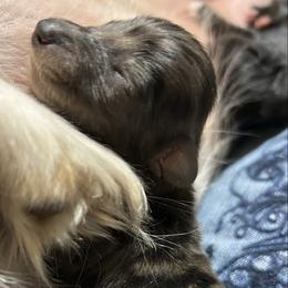 Jasper - Dapple male Dachshund puppy in Spring Creek, Nevada from Hobby Horse Homestead Mini Doxies