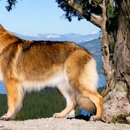 Suta - Shiloh Shepherd