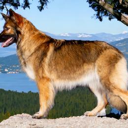 Suta - Shiloh Shepherd