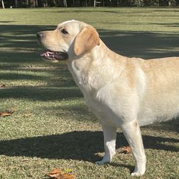 Labrador Retrievers from Riverbourne Labradors