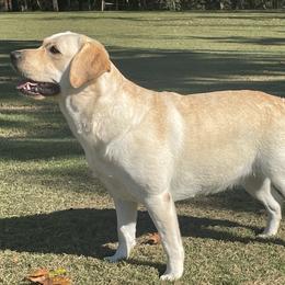 Labrador Retrievers from Riverbourne Labradors