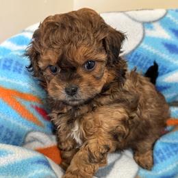 Boy 1 - Brown male Shihpoo puppy in Cedar Springs, Michigan from Pridespoodles