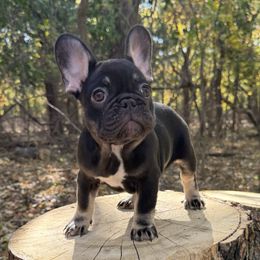 Poe (girl) - French Bulldog puppy from Let's keep it frenchie!