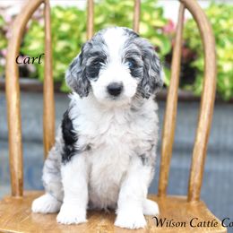 Aussiedoodle Puppies from Wilson Cattle Co.