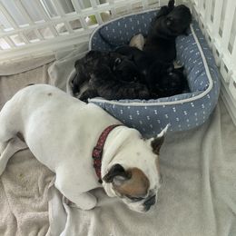 French Bulldog Puppies from Luna and London’s Puppies
