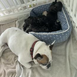 French Bulldog Puppies from Luna and London’s Puppies