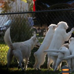 Berger Blanc Suisse Puppies from Nasha Comanda White Swiss Shepherds