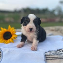 Birch - Black tri male Miniature Australian Shepherd puppy in Louisville, Mississippi from Magnolia Spring Aussies