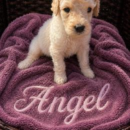 Angel - Cream female Poodle puppy in Washington, Pennsylvania from Patriotic Poodles