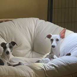 "Alice and Lilly have grown up so fast. " Whippet All Grown Up from Cheshire Whippets