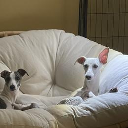 "Alice and Lilly have grown up so fast. " Whippet All Grown Up from Cheshire Whippets