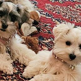 Miniature Schnauzers from 1 Smart Schnauzers babies
