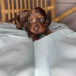 Brown - Dapple female Dachshund puppy in Yuba City, California from Mulberry Dachshunds