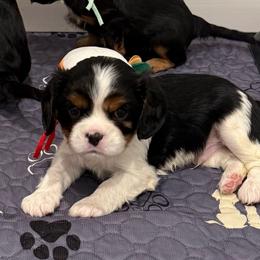 Henry (red collar) - Tri-color male Cavalier King Charles Spaniel puppy in Ocala, Florida from Ray of Sunshine Spaniels LLC