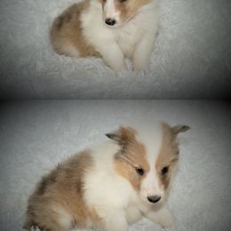 Collie Puppies from Liberty Collies