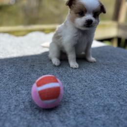 Amelia Faith (Girl 2) - white and lemon female Companion Cross puppy in Rocky Top, Tennessee from WayMakers Papillons & Poodles