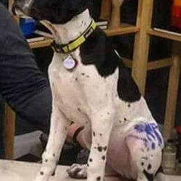 Bulldogs and Pointers from Dogma Pointers & Bulldogs
