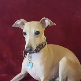Italian Greyhounds from Noblewinds
