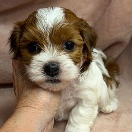 Cider - Red female Havanese puppy in Maryville, Missouri from Dreamworks Havanese