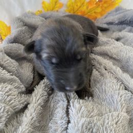 German Shepherd Puppies from Faithful Heart German Shepherds