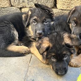 German Shepherd Puppies from GSD Vom Haus