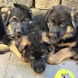 German Shepherd Puppies from GSD Vom Haus