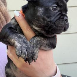 French Bulldog Puppies from Camarra King