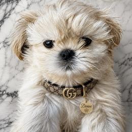 Barrell - Blue male Shih Tzu puppy in Fairland, Indiana from Divine Shih Tzu of Fairland