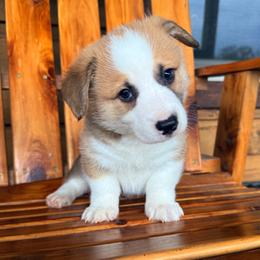 Cabo - Sable male Pembroke Welsh Corgi puppy in El Dorado Springs, Missouri from Trixie Dixie