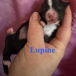Lupine - Black and white male Chinese Crested puppy in Sweet Home, Oregon from Rhapsody Poodles & Cresteds