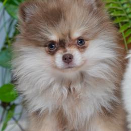 Eevie - Chocolate merle female Pomeranian puppy in Santa Clarita, California from Hollywood Mini Pets