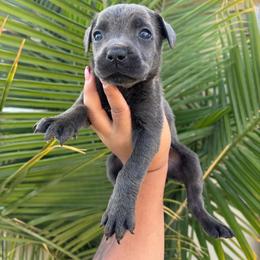 Girl 2 - Gray brindle female Cane Corso puppy in Perris, California from P1 Family Canines