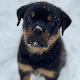 Rottweiler and Yorkshire Terrier Puppies from Superior Family Kennels