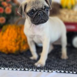 Esmeralda - Fawn female Pug puppy in Arthur, Illinois from Perfect Pugs