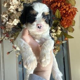 Teddy🐻 - Tri-color male Cavapoo puppy in Granbury, Texas from Triple Cross Doodles