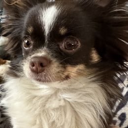 Chihuahua Puppies from So Sweet Chihuahuas
